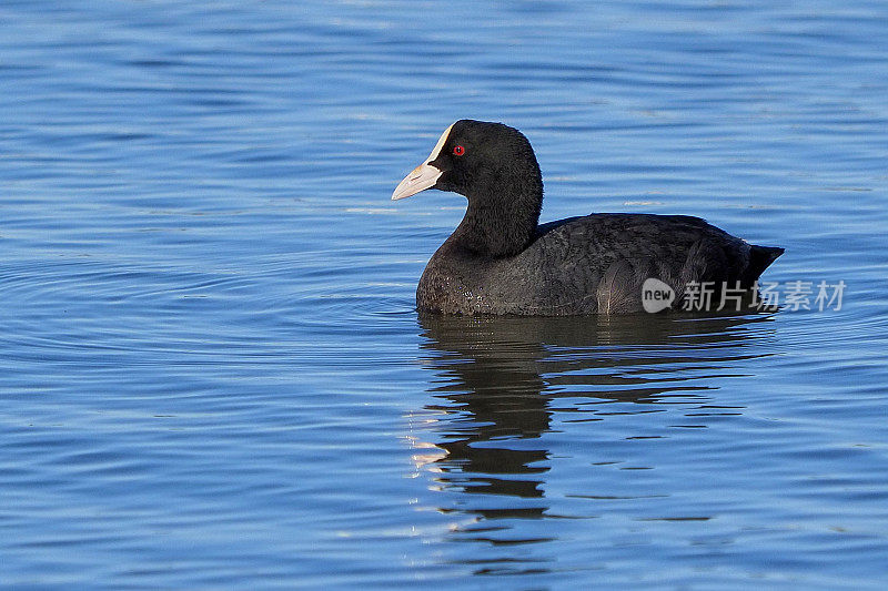 Fulica Atra子林奈。